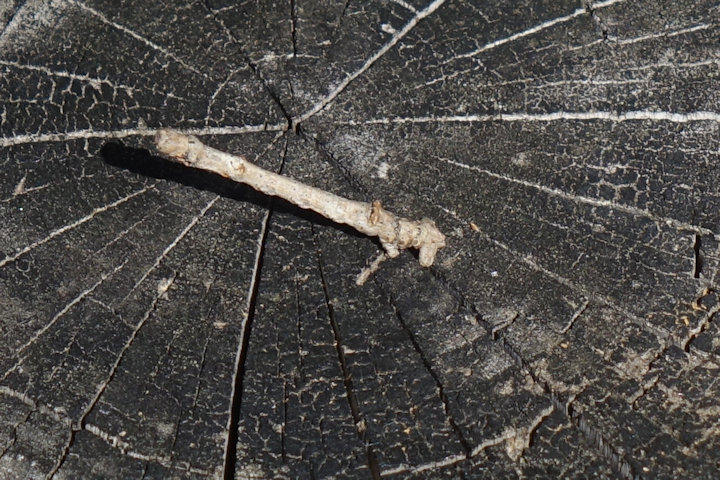 �N���G�_�V���N